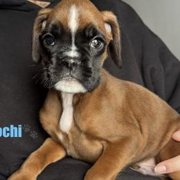 Mochi - Fawn male Boxer puppy in Cicero, New York from MK Boxer Haven of CNY