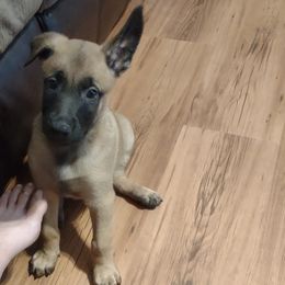 Belgian Malinois and Dutch Shepherds from Tara's Dogs