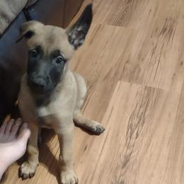 Belgian Malinois and Dutch Shepherds from Tara's Dogs