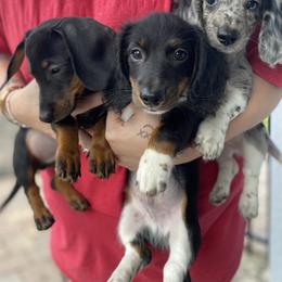 Dachshund Puppies from Dachshund Dad
