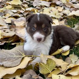 Girl 3 Red Tri Rough Coat - Tri-color female Border Collie puppy in Centerville, Washington from Forthright Farms