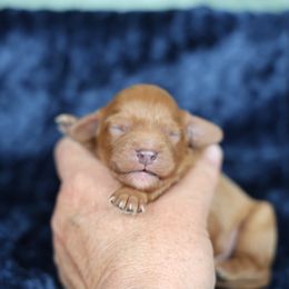 Thereyet - Red male Cavapoo puppy in Murray, Utah from Good Looking Dogs