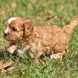 Rosie - Red female Cavapoo puppy in Narvon, Pennsylvania from Stoltzfus Family Puppies (license number 18844)