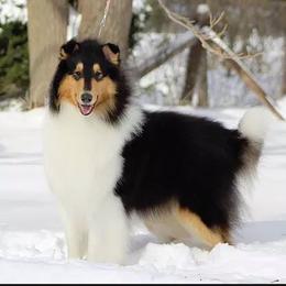 Collie All Grown Up from Glenelg Collies