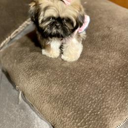 Shih Tzu Puppies from Amanda's Shih Tzu