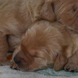Female 3 of 4 - Apricot female Goldendoodle puppy in Macedon, New York from Toodles Goldendoodles