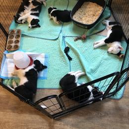 Border Collie Puppies from Cahill’s Canines