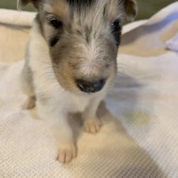 Collie Puppies from ColliesOklahoma