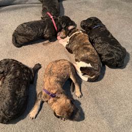 Pink collar - Silver female Poodle puppy in Maryland from Hernwood Heelers & Poodles