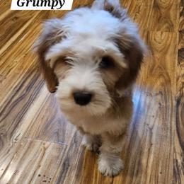 Grumpy - Gold and white male Tibetan Terrier puppy in Dorena, Oregon from West Coast Tibetans