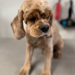 Kevin - Cocker Spaniel