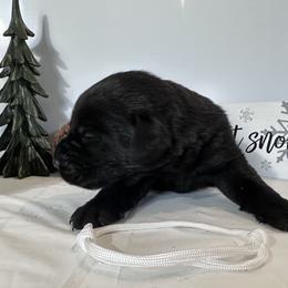 White - Black female Labrador Retriever puppy in Newton Grove, North Carolina from Wayalife Labradors & Gsp’s