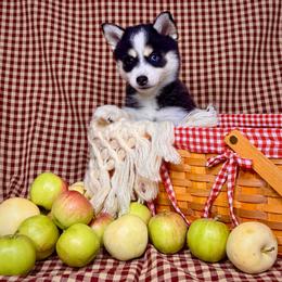 Garnet - Black and white female Pomsky puppy in Troy, Montana from Sun-Kissed Mountain Homestead