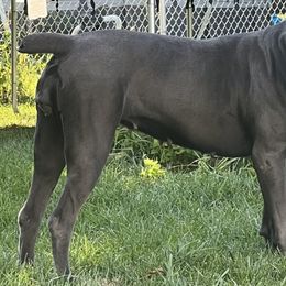 Cane Corso from Midwest Cane Corso