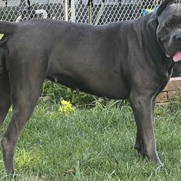 Cane Corso from Midwest Cane Corso