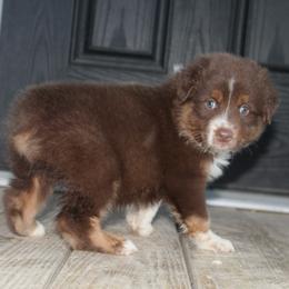 MadHatter - Red tri-color male Australian Shepherd puppy in Star City, Arkansas from Blush & Lace Aussie Co.