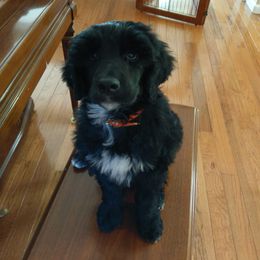 Portuguese Water Dog Puppies from Water's Edge Portuguese Water Dogs