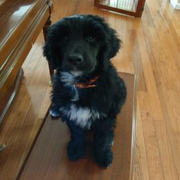 Portuguese Water Dog Puppies from Water's Edge Portuguese Water Dogs