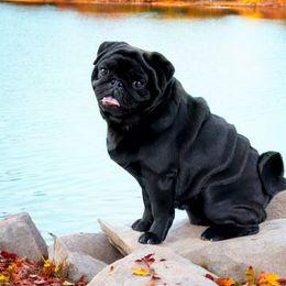 Niecee - Pug