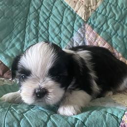 Tinkerbell - Brindle and white female Shih Tzu puppy in Jasper, Georgia from Tiny Bubbles Shih Tzus