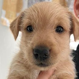 Boy 4 - Scottish Terrier puppy in Wading River, New York from Kane Scottish Terriers