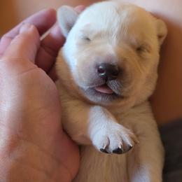 Hex - Yellow male Labrador Retriever puppy in Bartlett, Tennessee from Red Hearts Labradors