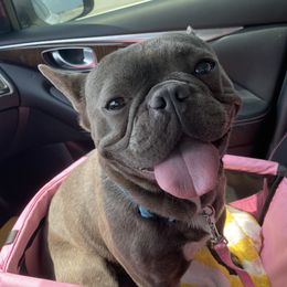 Ozzi - French Bulldog