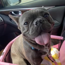 Ozzi - French Bulldog