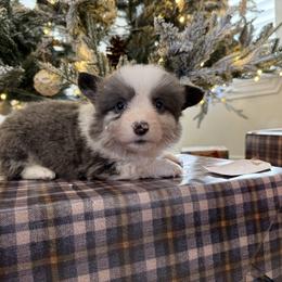 Aladdin-Full Fluffy - Gray and white male American Corgi puppy in Decatur, Texas from Bar S Corgis