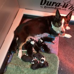 Cardigan Welsh Corgi puppies from Aramora Cardigan Welsh Corgis