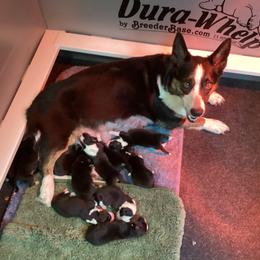 Cardigan Welsh Corgi puppies from Aramora Cardigan Welsh Corgis
