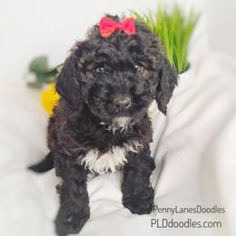 Goldendoodle Puppies from Penny Lane’s Doodles