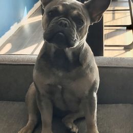 French Bulldogs from Triple F Frenchies