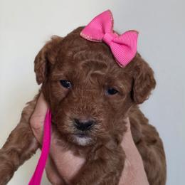 Norman - Red  female Goldendoodle puppy in Vernon, Texas from Sugarland's Texas Goldendoodles
