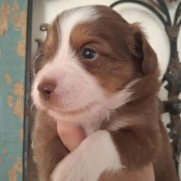 Declan - Red tri male Miniature Australian Shepherd puppy in Copperas Cove, Texas from Aussies Acre