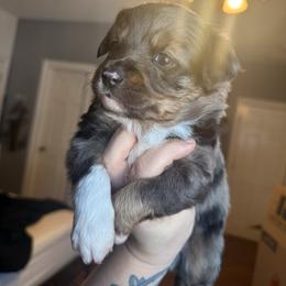 Bubbles - Blue merle female Miniature Australian Shepherd puppy in Buchanan, Georgia from Stanleyville Farm Mini Aussies