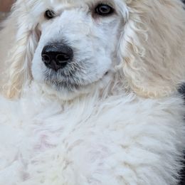 Jedi - White male Poodle puppy in Southfield, Michigan from Standard Hearts