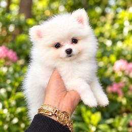 Celine - White female Pomeranian puppy in Grand Prairie, Texas from D’ Pomlovers
