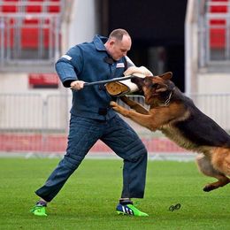 German Shepherd All Grown Up from Haus Vinzant Kennel