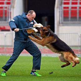 German Shepherd All Grown Up from Haus Vinzant Kennel
