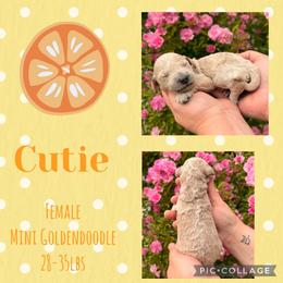 Cutie - Cream female Goldendoodle puppy in Chattanooga, Tennessee from Scenic City Doodles