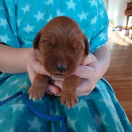 Blue - Dark golden male Golden Retriever puppy in Lanesboro, Minnesota from Eagle Ridge Golden Retrievers