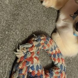 Sugar  - Dachshund
