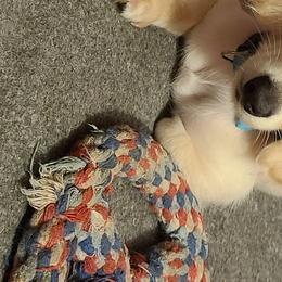 Sugar  - Dachshund