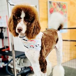 Knox - Poodle