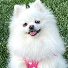 Candy - Pomeranian