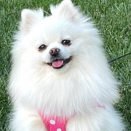 Candy - Pomeranian