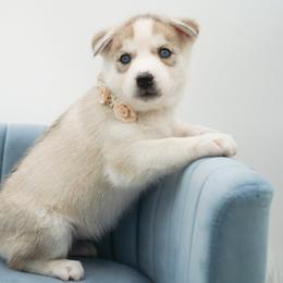 Siberian Husky Puppies from HuskiesWithFinesse