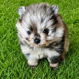 Lark - Blue merle female Pomeranian puppy in Rhome, Texas from TyeDye Kennels