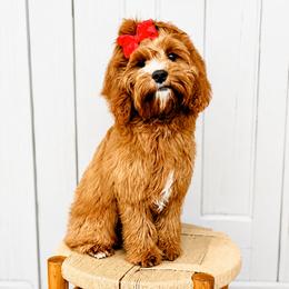 Bernedoodle and Cavapoo All Grown Up from Main Street Doodles